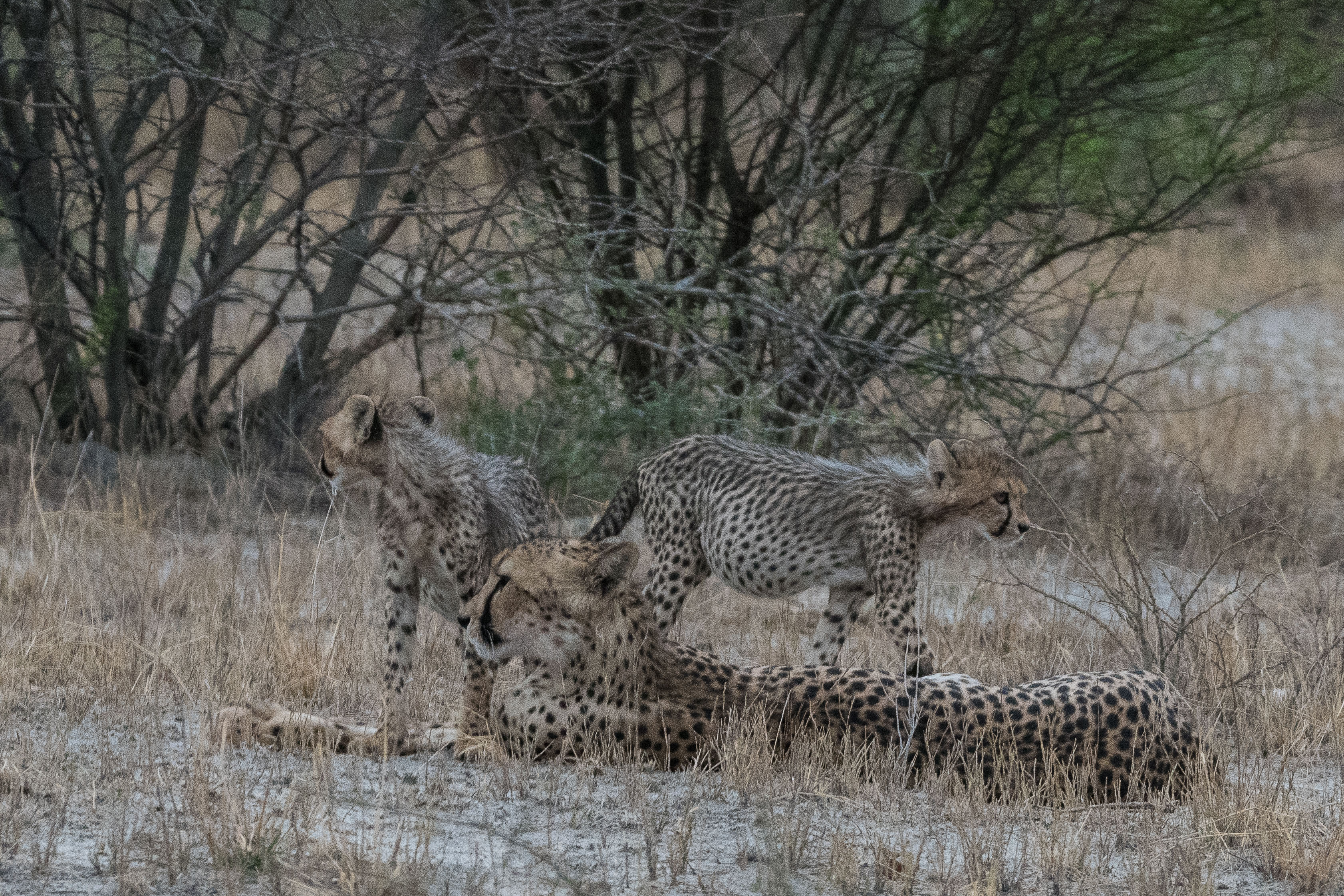 Femelle guépard (Cheetah, Acynonyx jubatus) se reposant avec ses petits après la mise à mort et la consommation d'un impala, Onguma Nature Reserve, Etosha, Namibie.